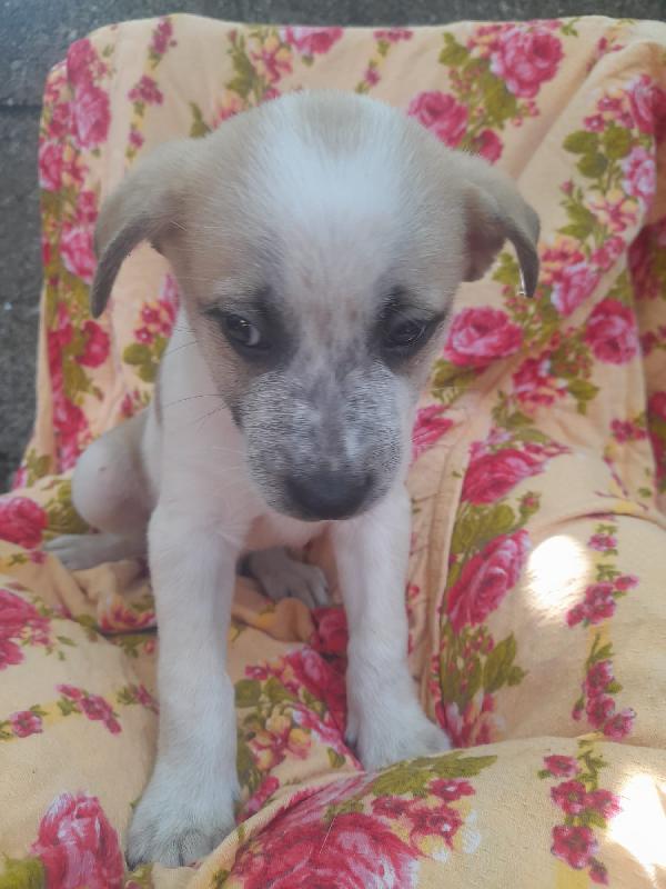 🐾 Gennarino, un piccolo tesoro in cerca di amore 🐾 Foto 2